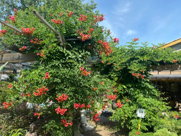 Flamenco Trumpet Vine
