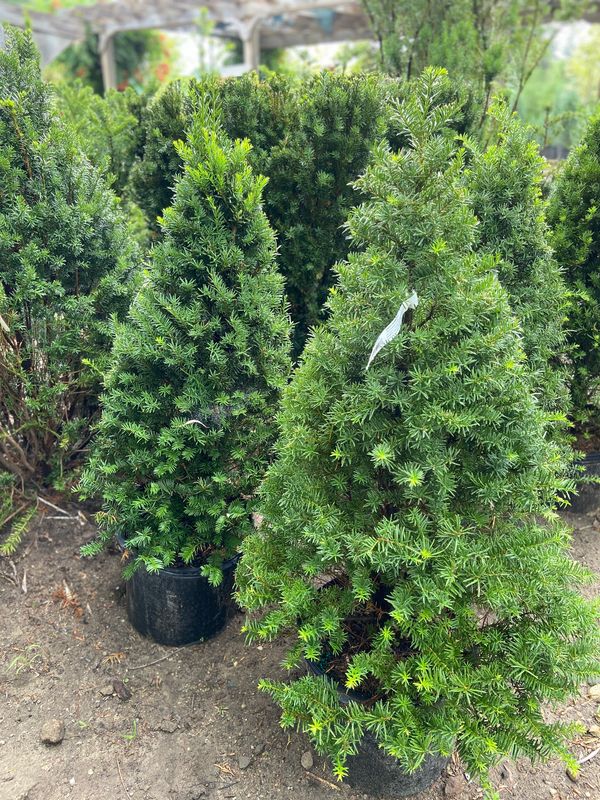 Pyramid Yew: Capitata Yew