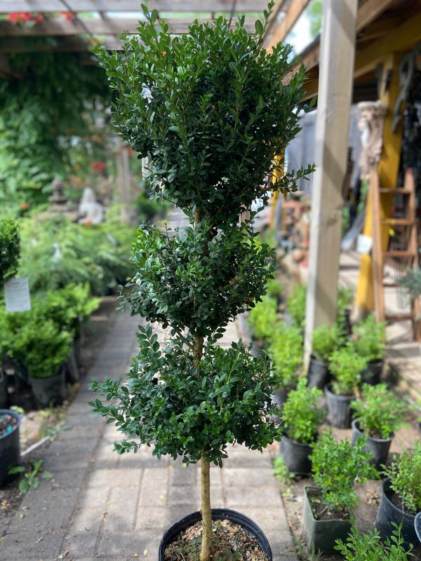 Poodle Boxwood