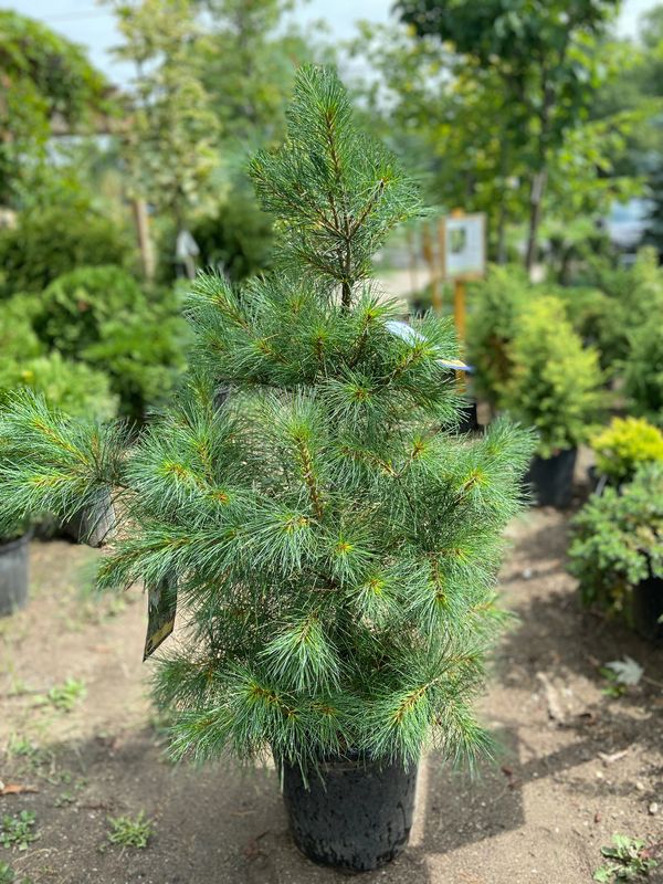 Eastern White Pine