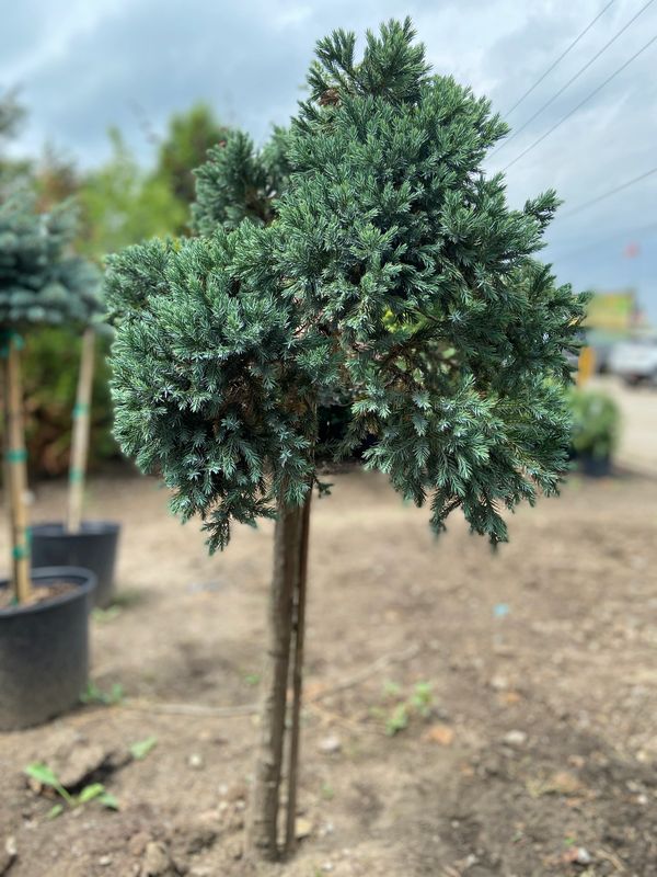 Blue Star Juniper