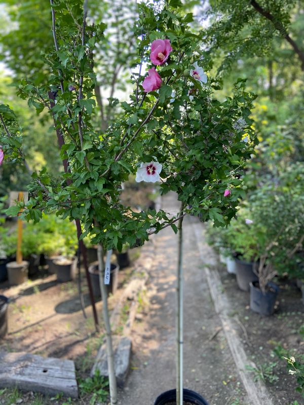Helene rose of sharon