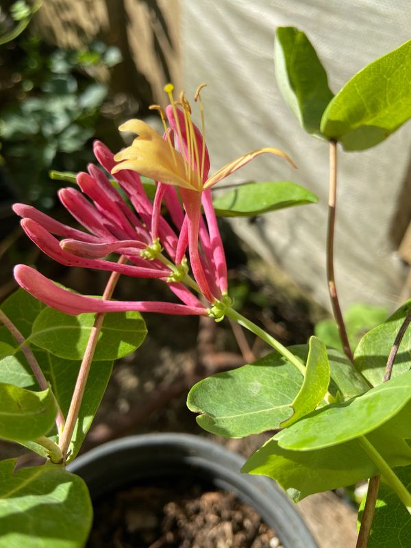 Dropmore Scarlet Honeysuckle