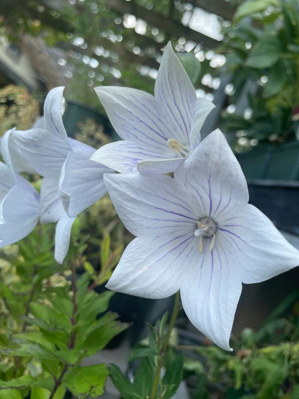 Balloon Flower Astra White
