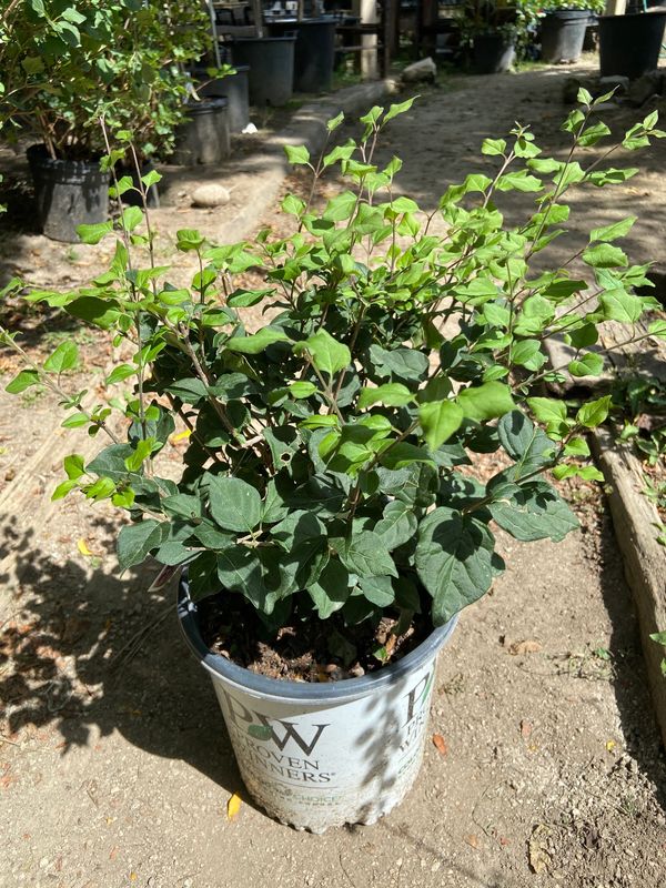 Bloomberg Dark Purple Lilac