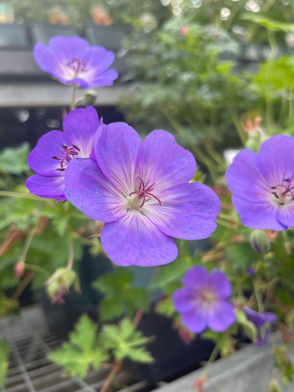 Cranesbill Rozzane