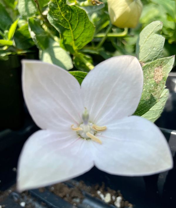 Balloon Flower Astra Pink