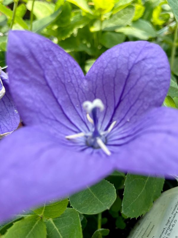 Balloon Flower Astra Blue