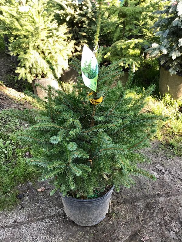 Serbian Spruce