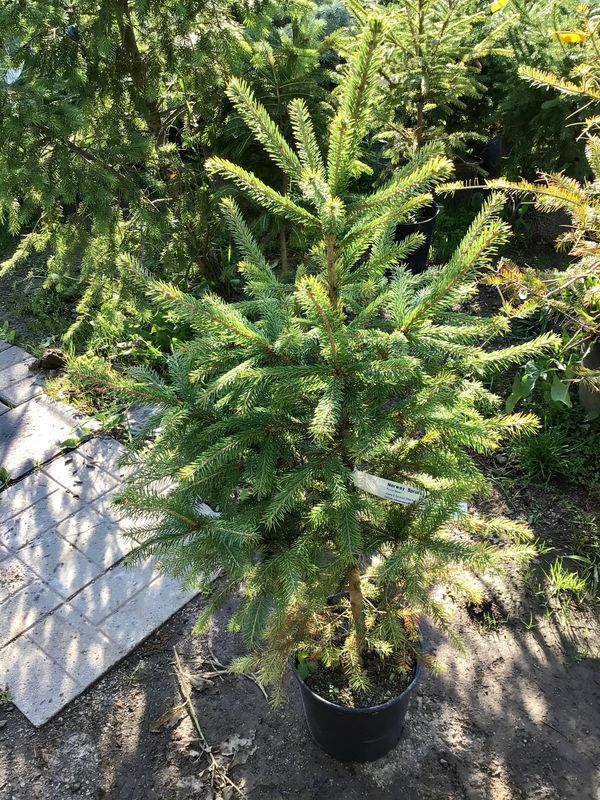 Norway Spruce