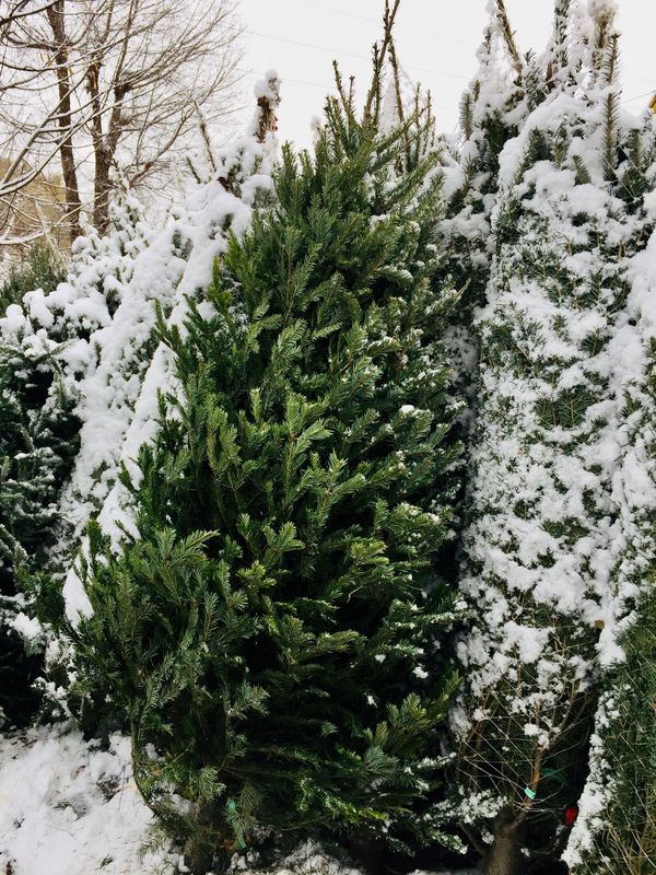 Christmas Tree