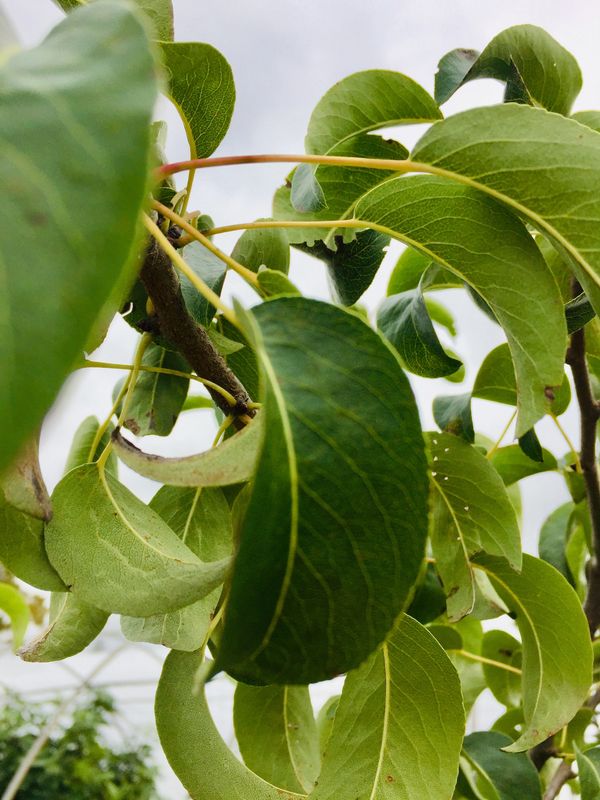 Bosc Pear Tree