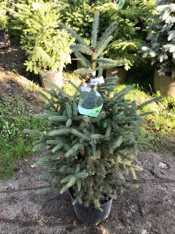 White Spruce