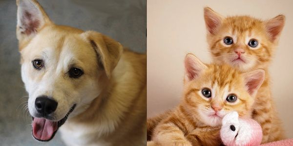 Prescious pets can contract diseases from mosquitoes