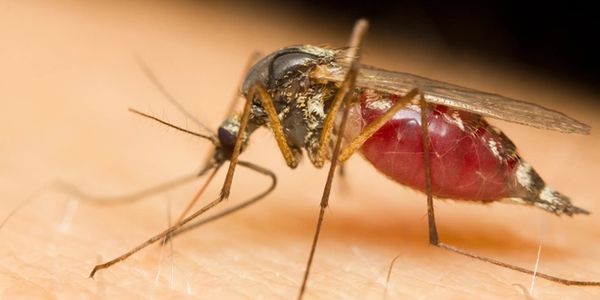 A blood engorged Female mosquito