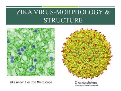 Zika Virus Microscopic Image