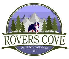 Rovers Cove Toy & Mini Aussies: Puppies for sale in Washington 