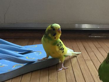 Elliot with my flip flop lol!