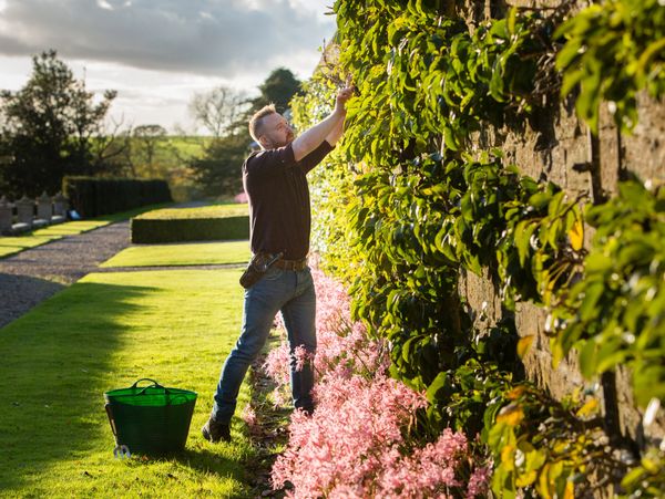 Gardener doing maintenance in the garden