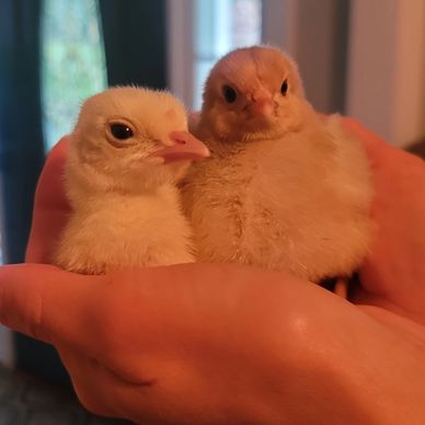 Baby chick and turkey poult