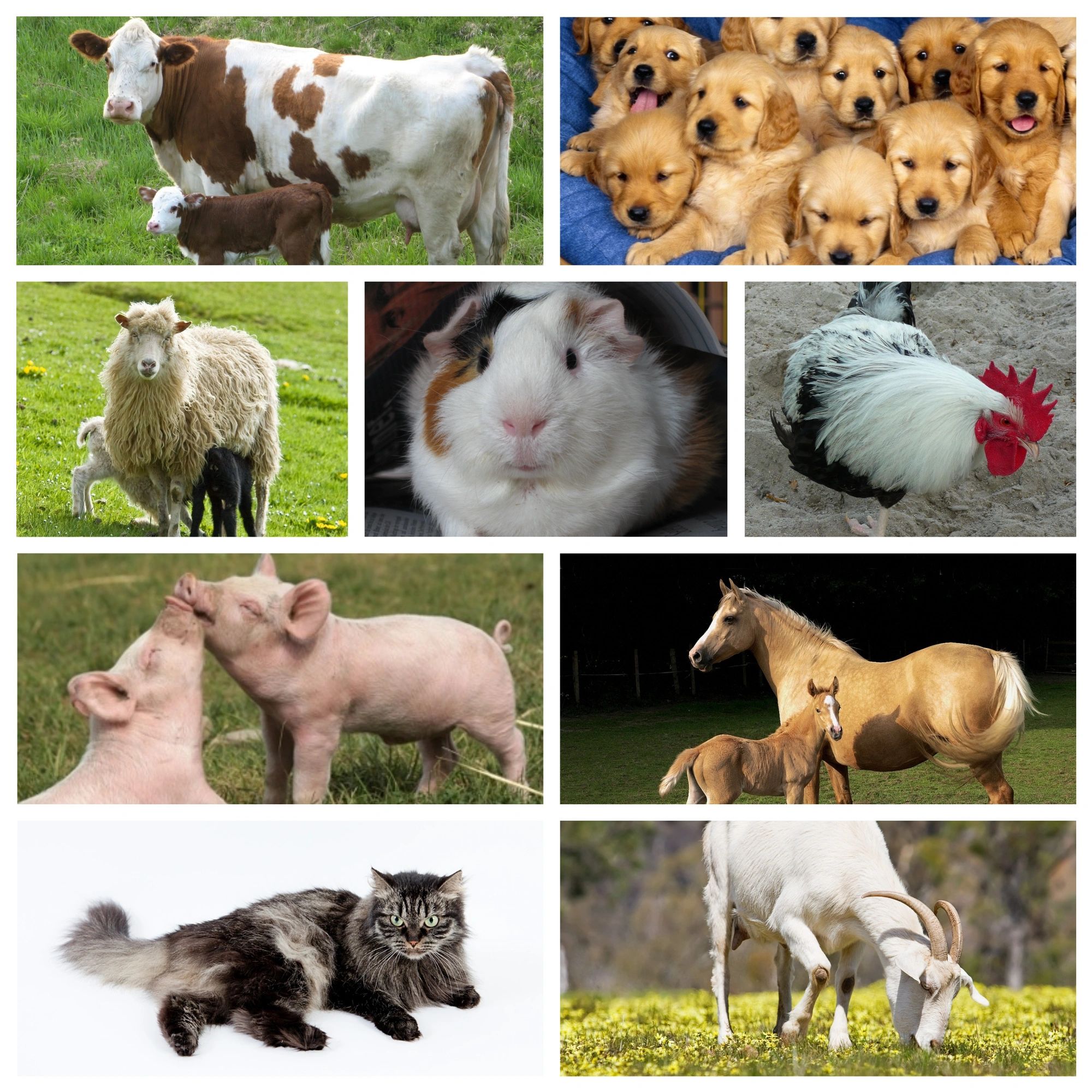 Animals, livestock, pets, farm animals, domesticated animals