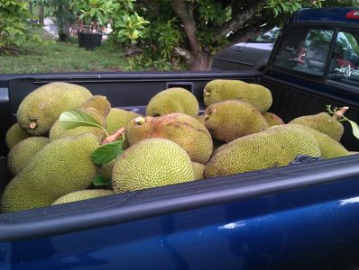 florida jackfruit