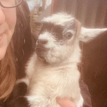 Baby Goat