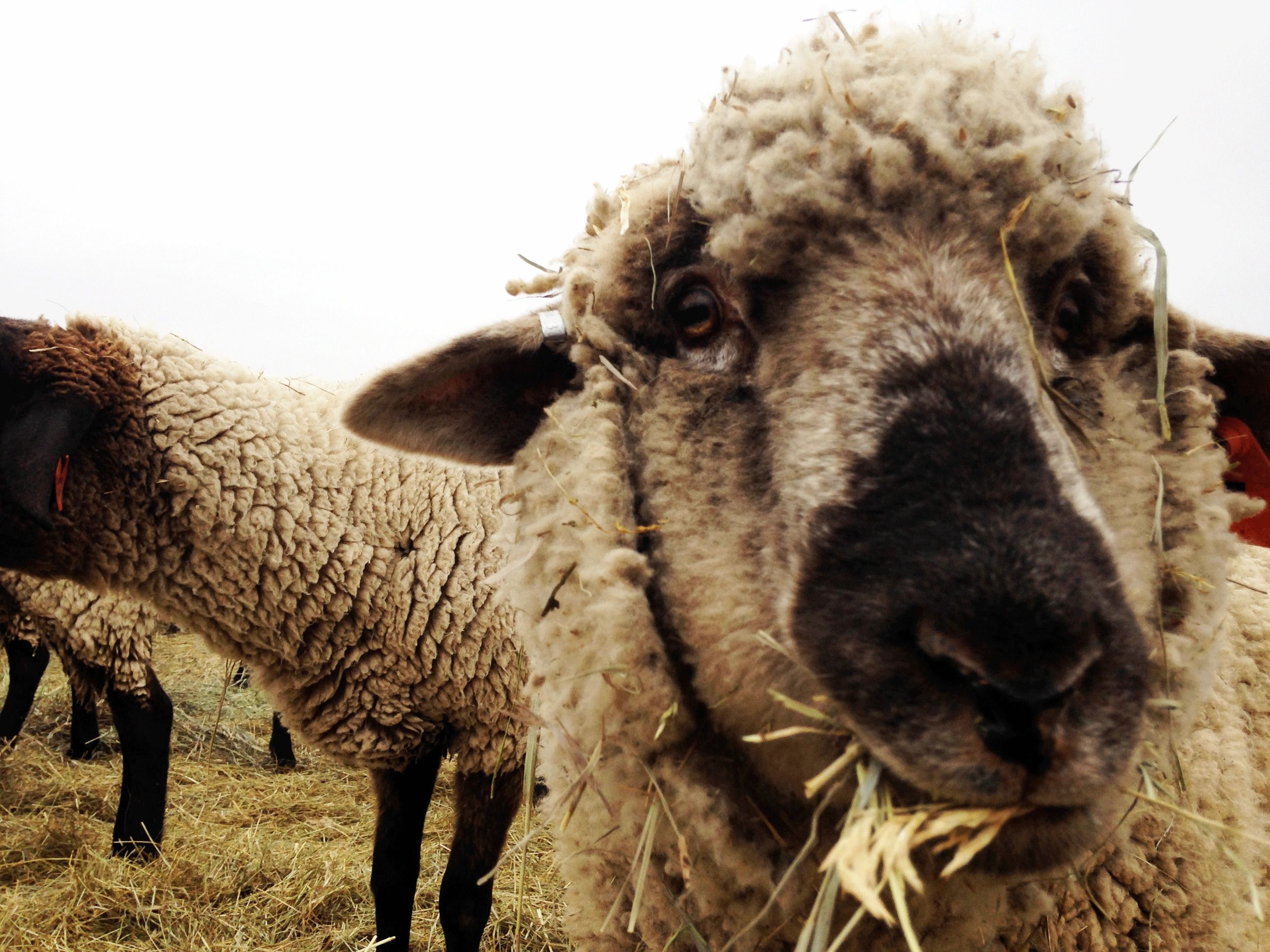 Grass-Fed Lamb Cuts — GUTIERREZ FAMILY FARMS Home