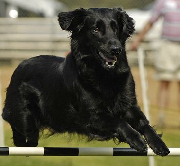 Dancer - Am Ch Quillquest's Leading Lady AX, AXJ, AXP, CD, CGC, JH, NF, NJP, RE, WCX,
July 14, 200