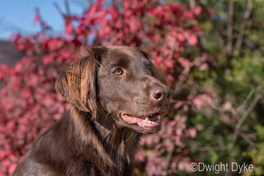 PACH Shasta Red Medicine Woman AX, AXJ, CGC, DJ, JH, MXP4, MXPB, MJP3, MJPB, NFP, PAX, RN, SCN, T2BP