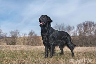 Neon - Am Ch Darkwater All That Glitters BN RA MX MXJ OF SH WCX RATN TKN HOF June 18, 2009 - July 2