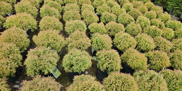 Rows of small, round green shrubs in pots.