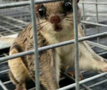 A small flying squirrel trapped in a wire cage