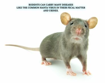 rodents are well known to carry many diseases like anta virus in the fecal matter or urine