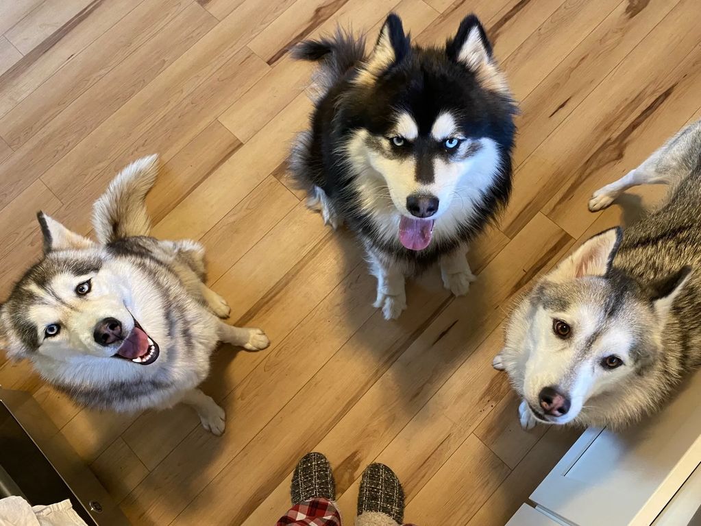 Hello, there! A Siberian Husky trio waiting patiently for their dinner