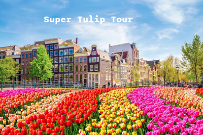 Tulip Fields in Holland