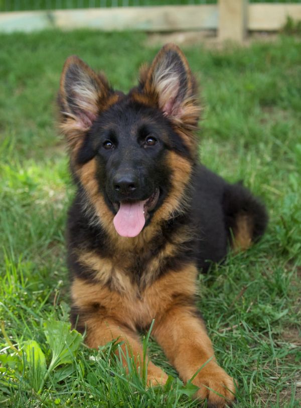 Young German Shepherd lying on grass with tongue out.