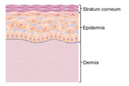 A schematic of skin structure, showing the stratum corner, epidermis, and dermis