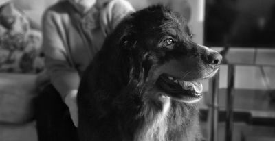 Black and white photo of a large dog with a person in the background.