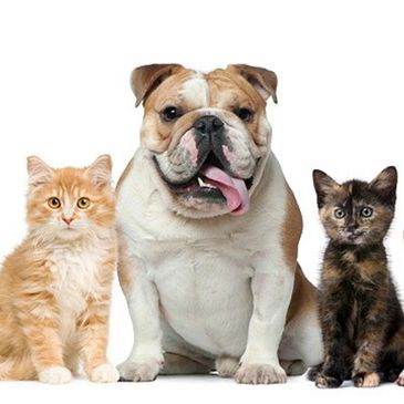 Safe4Animals - Holistic Tools