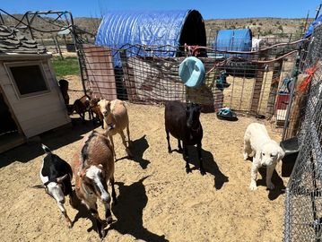 Couple of yearling kids from last year along with the LGD.