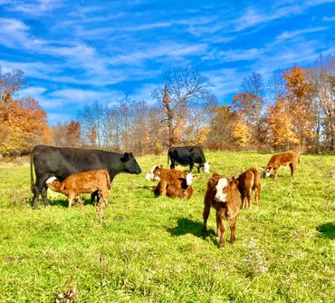 Beef cows and calves out on pasture with blue sky. One calf is nursing off her black angus mother.
