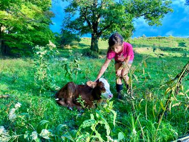 Young girl in pink shirt petting small red and white faced baby calf.