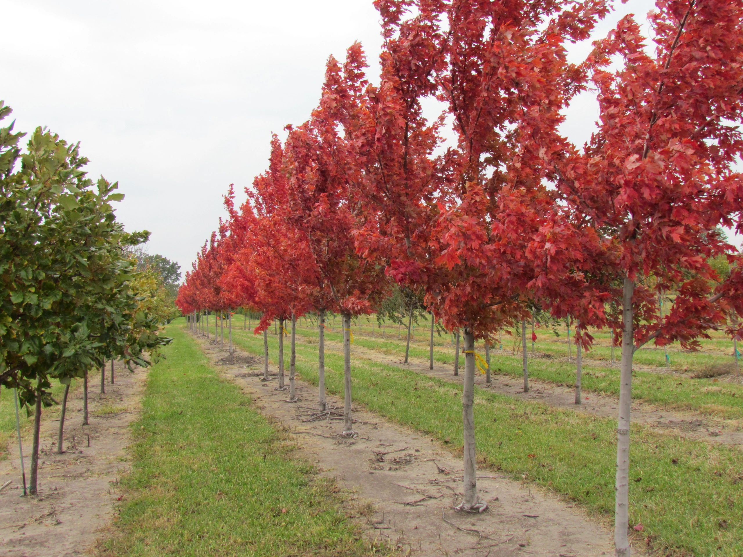 Gingerich Tree Farm in Arthur Gingerich Tree Farm