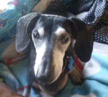 Sasha a 13 year old dachshund