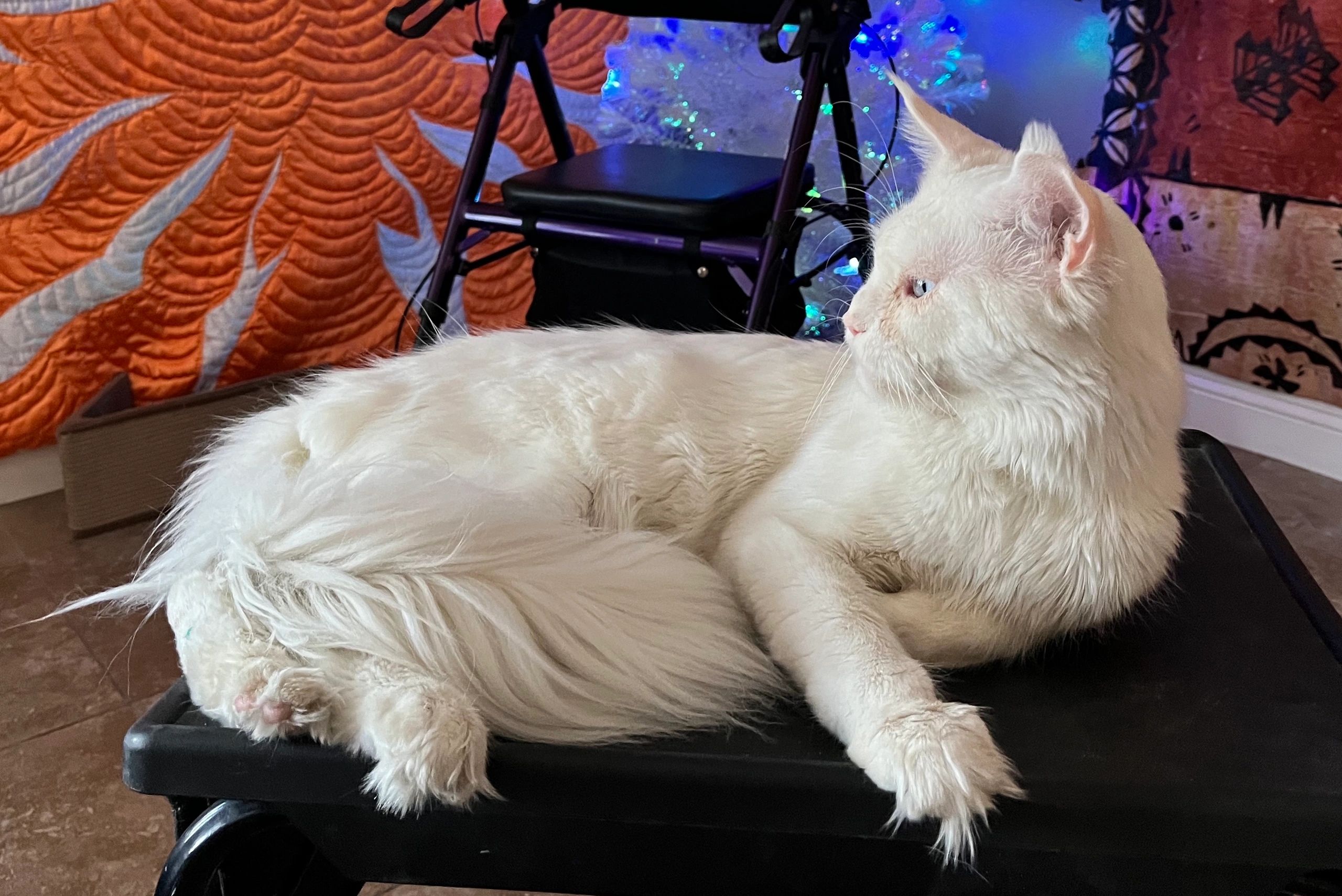 A fluffy white cat lounges on a black surface, gazing to the side.
