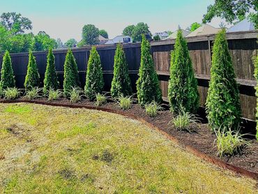 Backyard with evenly spaced Arborvitaes and a small gravel seating area.