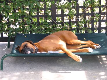 Snooza Flea Free Bed