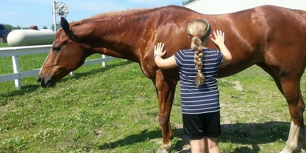 equine assisted, horses help, horse therapy, horse counseling, equine assisted counseling, eagala