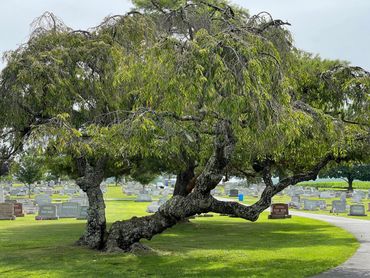 Tree on the cemetery grounds